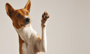 small dog waving on white background