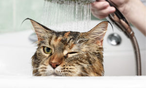 cat getting a bath