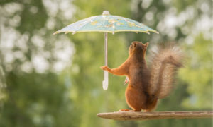 squirrel on branch with umbrella