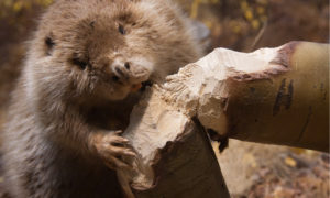 beaver knawing on log
