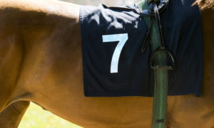 horse with number 7