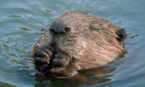 Big Beaver Mini-Casino axed