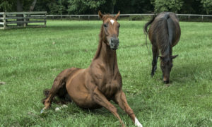 Horse racing industry feeling abandoned in PA