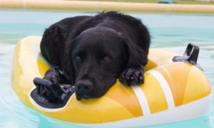 When will PA join shared online poker player pools?