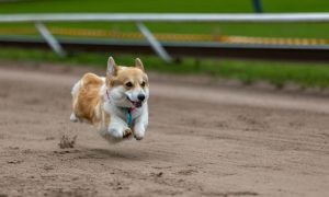 corgi race