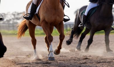 The Adios Pace field is set at Hollywood Casino at The Meadows