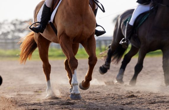 The Adios Pace field is set at Hollywood Casino at The Meadows
