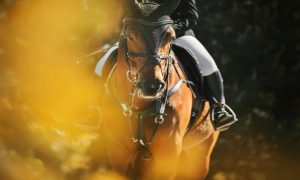 Ruthless Hanover tops $1 million with Harrah's Philly win