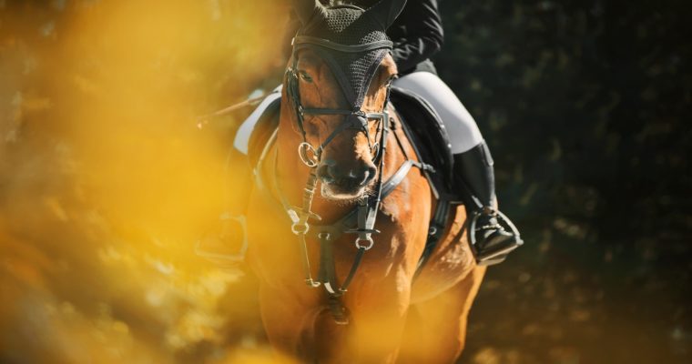 Ruthless Hanover tops $1 million with Harrah's Philly win